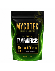 Magic Truffles - Psilocybe TAMPANENSIS - Mycotek 2