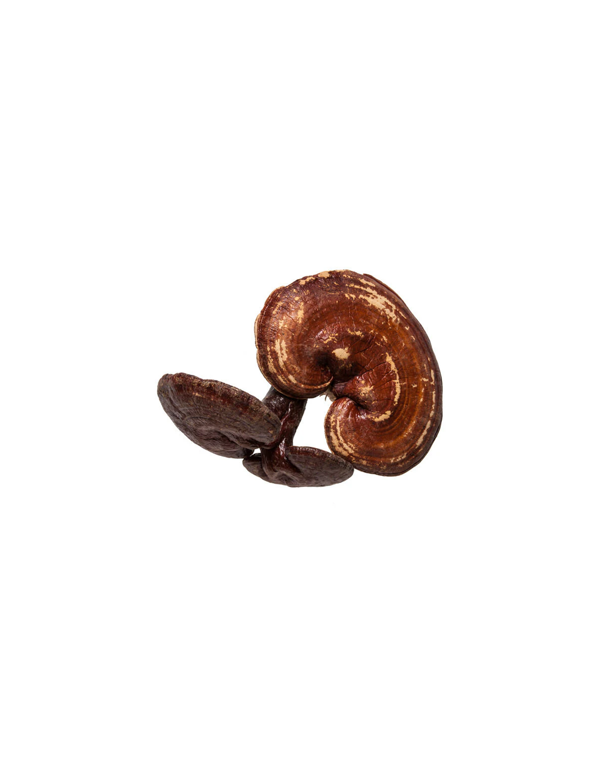 Reishi (Ganoderma Lucidum) – Powdered Ling Zhi Mushroom from China, 100 grams