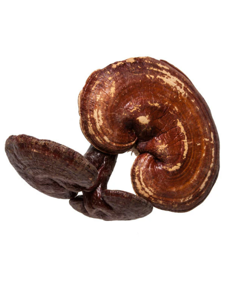 Reishi Extract (Ganoderma lucidum) – 30ml