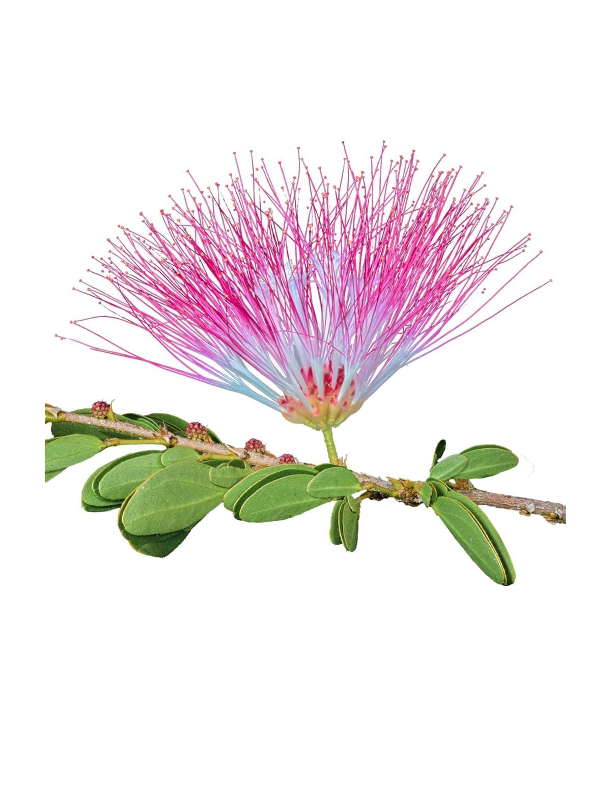 Teinture de Bobinsana (Calliandra angustifolia) – 10ml