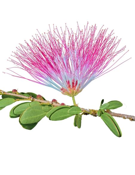Bobinsana Tincture (Calliandra angustifolia) – 10ml
