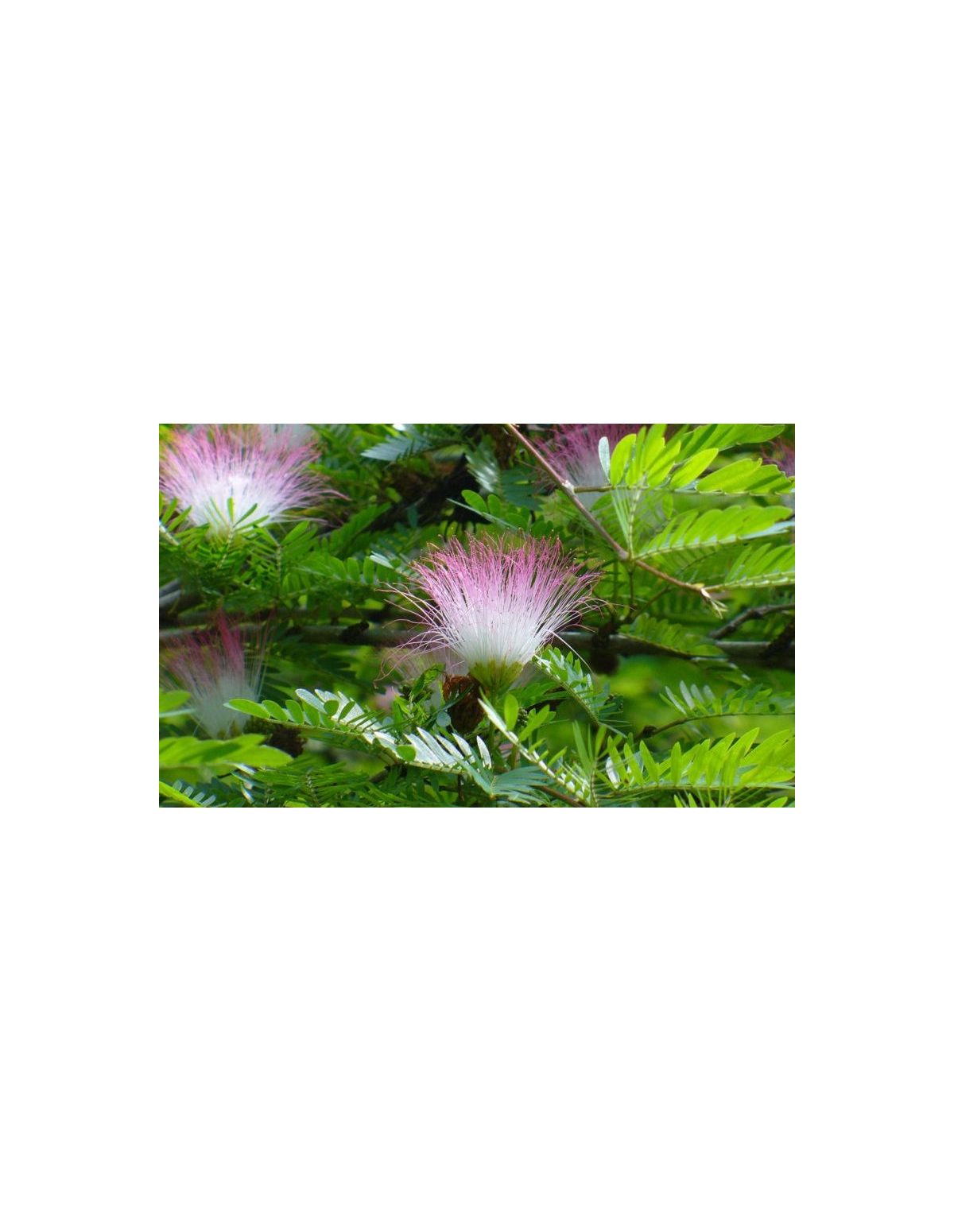 Teinture de Bobinsana (Calliandra angustifolia) – 10ml