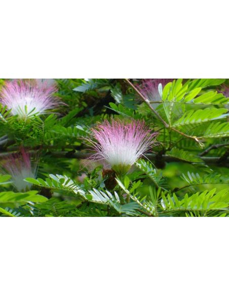 Bobinsana-Tinktur (Calliandra angustifolia) – 10ml