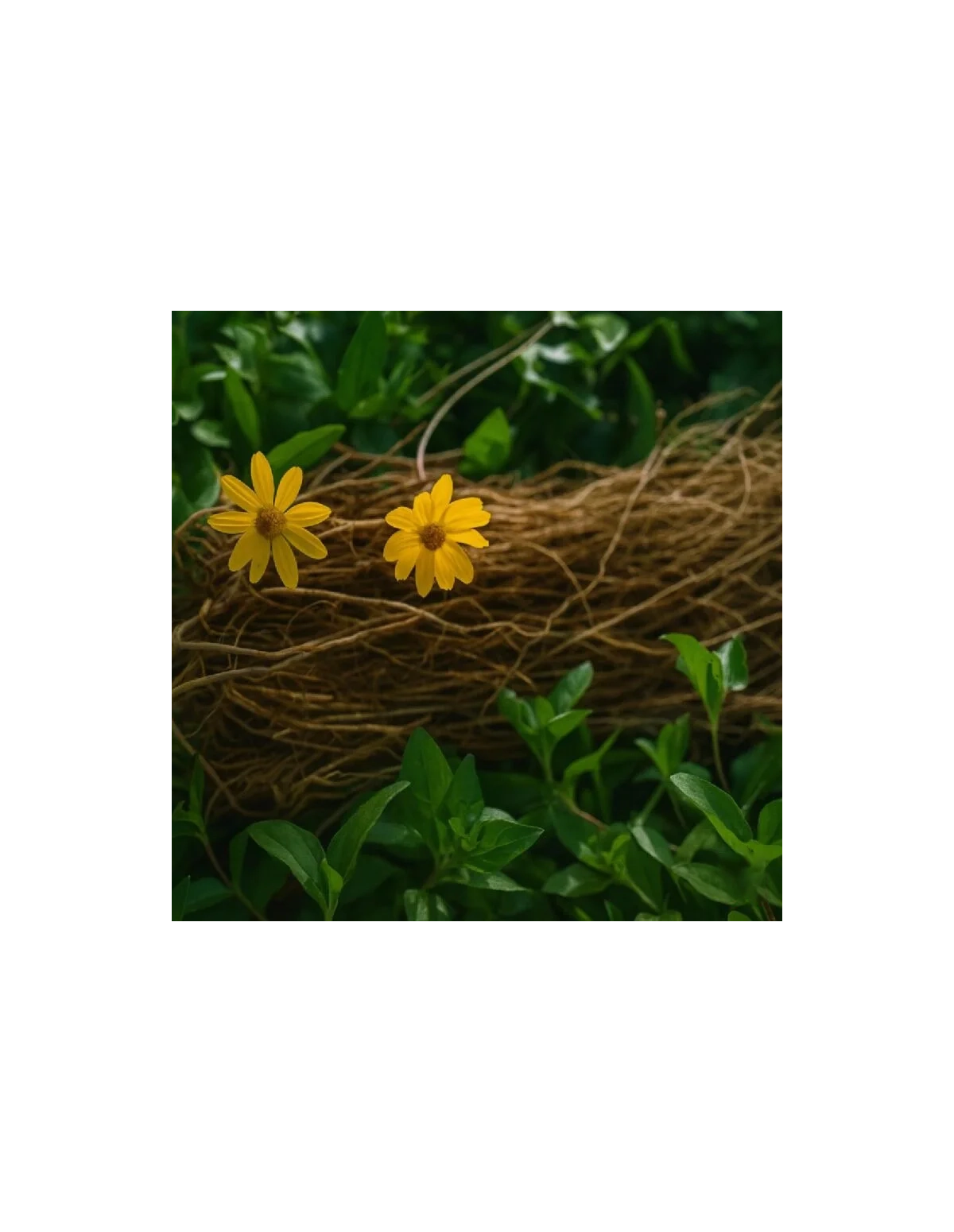 Extrait de Chilcuague (Heliopsis longipes) – Concentré – Spray buccal du Mexique, 30ml
