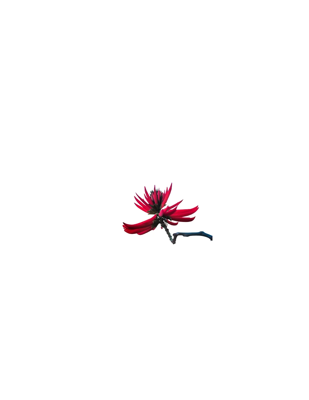 Teinture de Mulungu 1:1 (Erythrina Mulungu) – 30ml