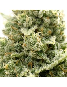 Just Seeds - Jack Herer [AUTO] 2
