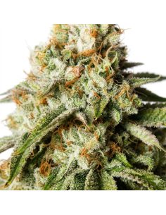 Just Seeds - Bubblegum [AUTO] 2