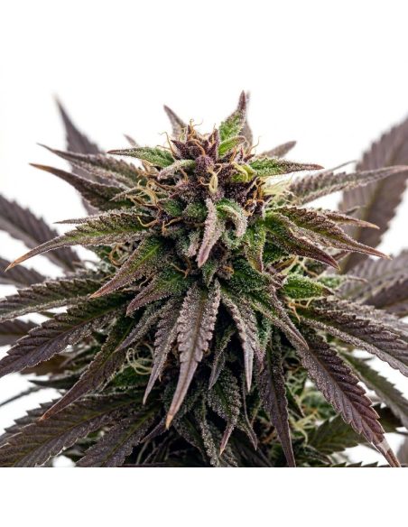 Just Seeds - Purple Kush [AUTO]