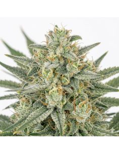 Just Seeds - Bruce Banner [AUTO] 2