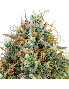 Just Seeds - Amnesia Haze [AUTO] 2