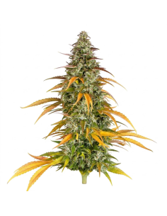 Just Seeds - Watermelon Zkittlez [AUTO]