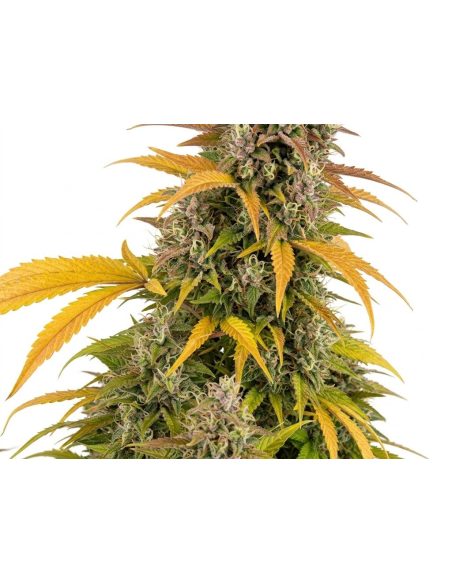 Just Seeds - Watermelon Zkittlez [AUTO]