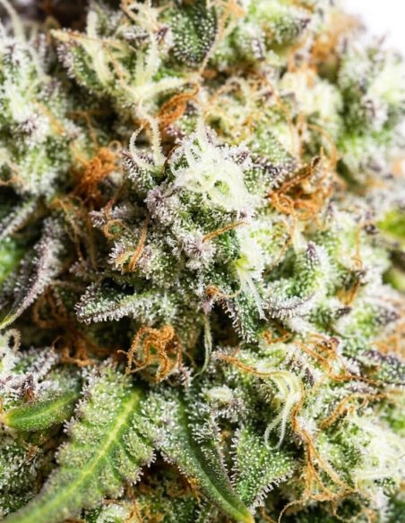 Just Seeds - Gorilla Glue [AUTO]