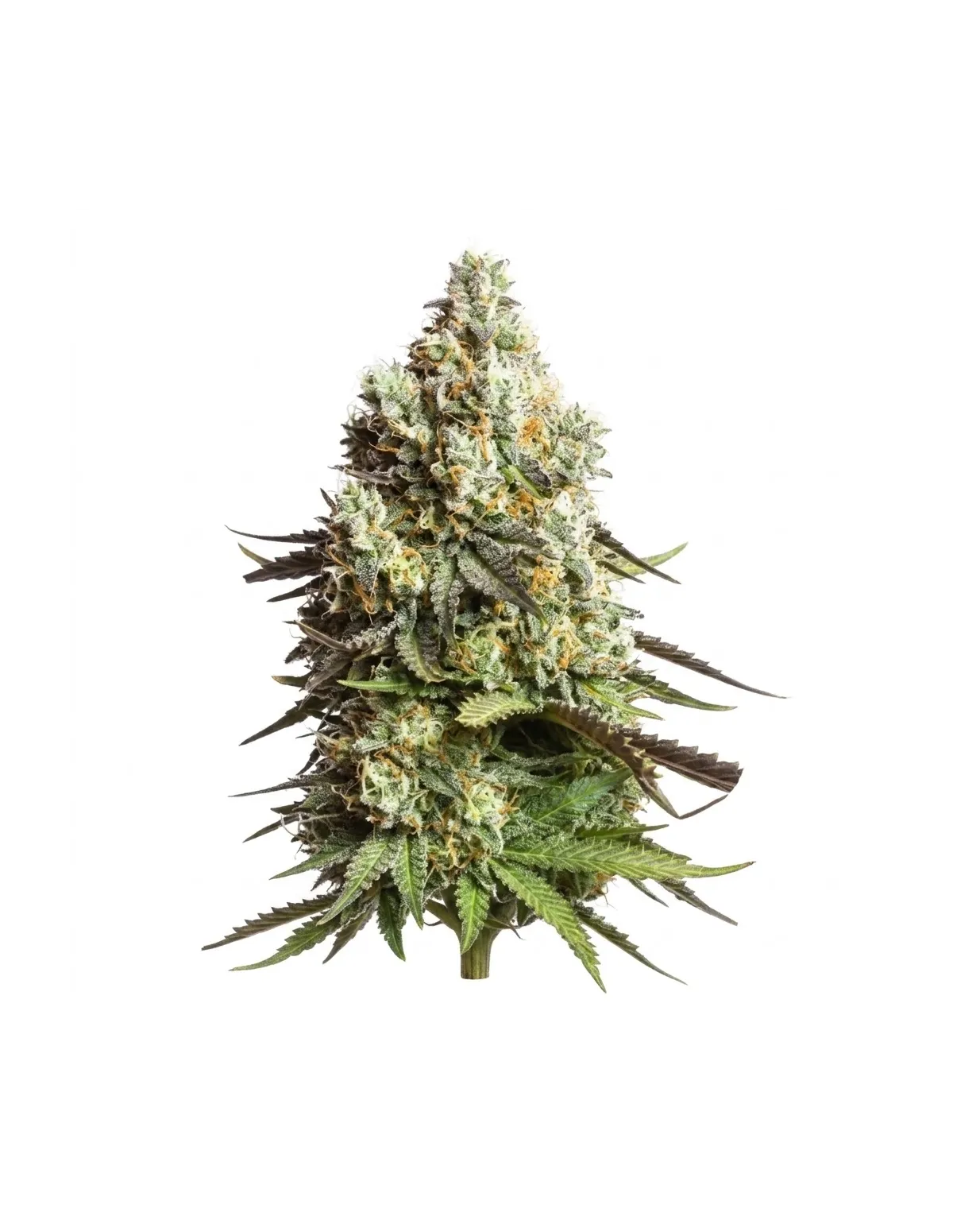 FREE GIFT : Just Seeds - 3x Autoflowering Seeds