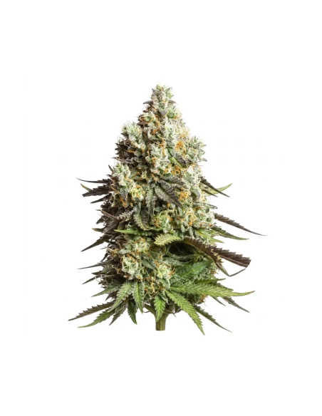 Cadeau : Just Seeds - 3x Graines Autofloraison