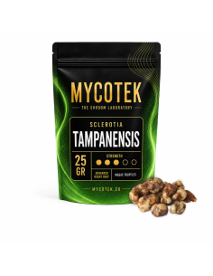 Magic Truffles - Psilocybe TAMPANENSIS - Mycotek