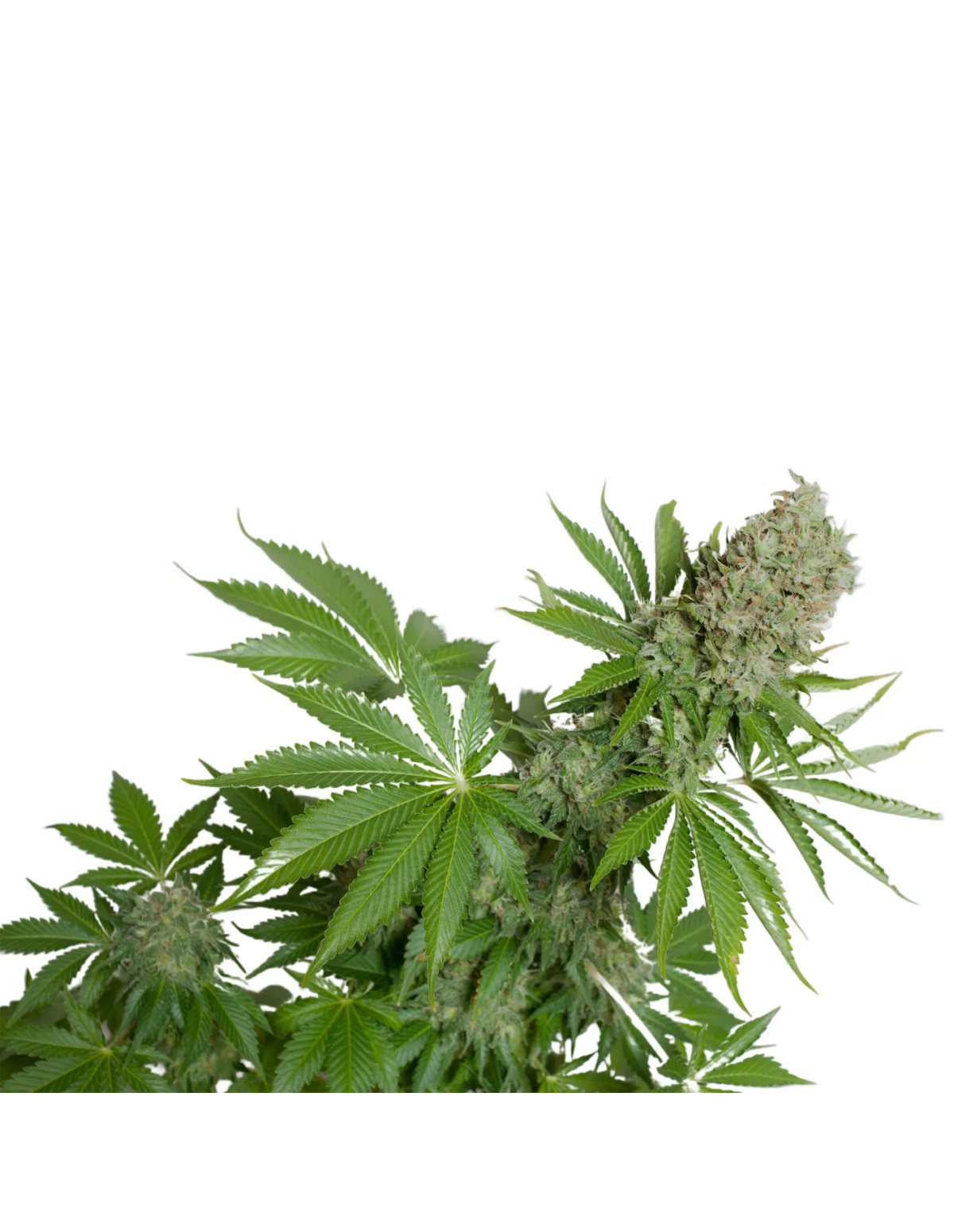 Just Seeds - White Widow [AUTO]