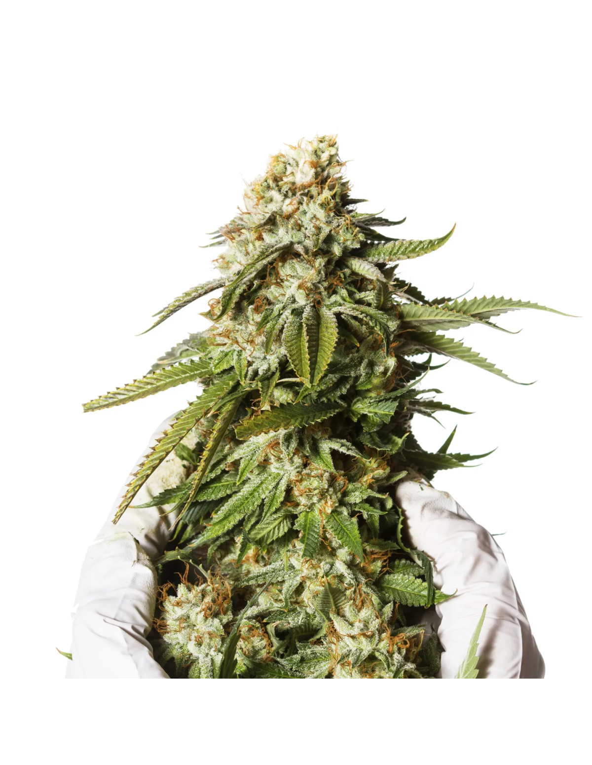 Just Seeds - Bubblegum [AUTO]