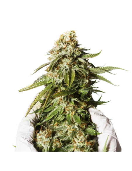 Just Seeds - Bubblegum [AUTO]