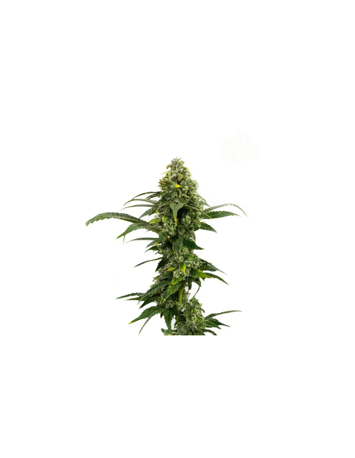 Just Seeds - Amnesia Haze [AUTO]