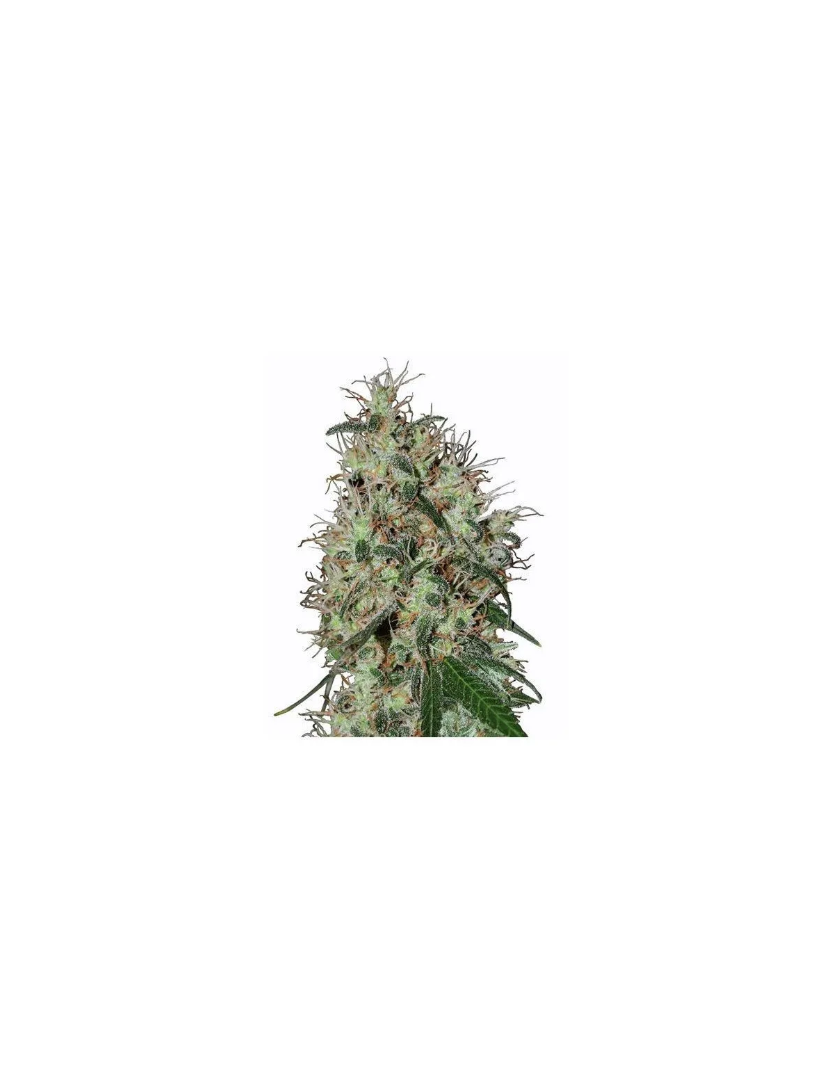 Just Seeds - 60 day grapefruit [AUTO]