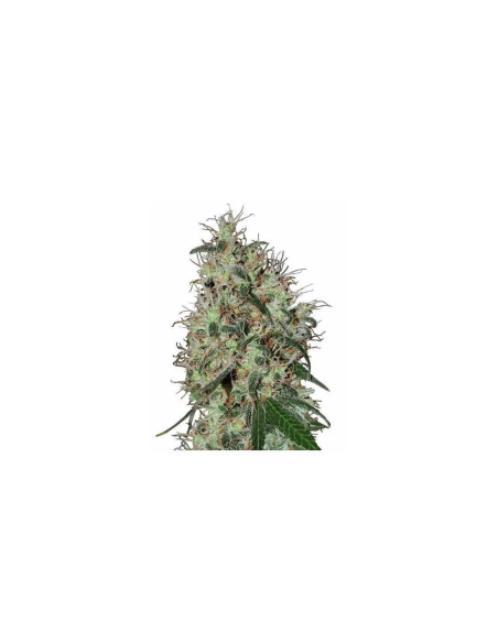 Just Seeds - 60 day grapefruit [AUTO]