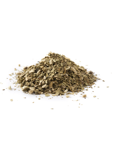 Yerba maté - Ilex paraguariensis